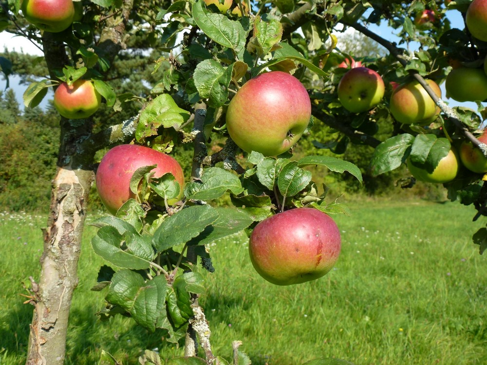 apfel16