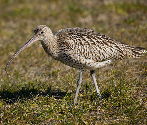 brachvogel1