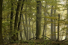 buchenwald_230px